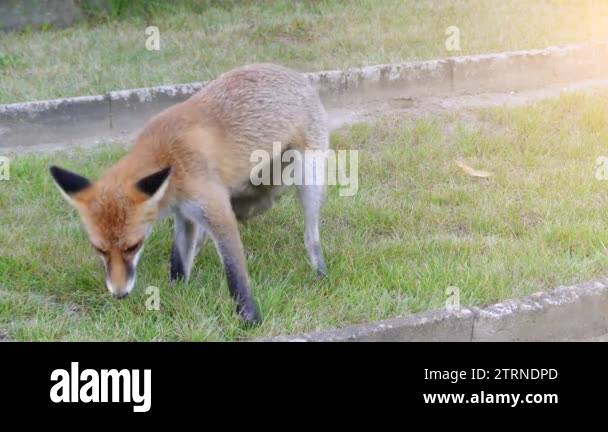 Red fox in the wild habitats. The red fox (Vulpes vulpes), largest of ...