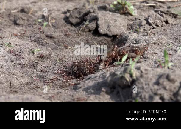 Burrowing insects Stock Videos & Footage - HD and 4K Video Clips - Alamy