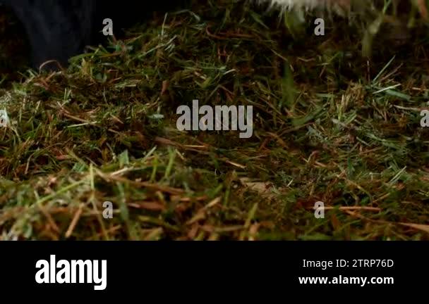 A black cow with white spots stands in the barn and eats grass silage, close-up, cow muzzle, cow ...
