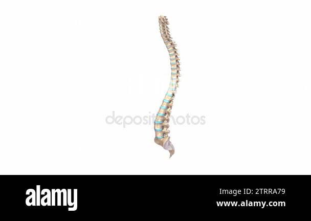 Spine bones and structure Stock Videos & Footage - HD and 4K Video ...