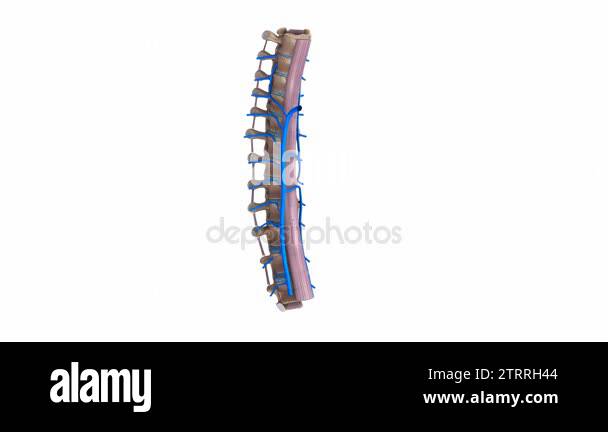 Thoracic spine ligaments veins Stock Videos & Footage - HD and 4K Video ...