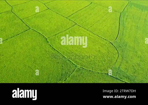 rice fields divided to plots by water channels and pathways Stock Video ... Biology Diagrams