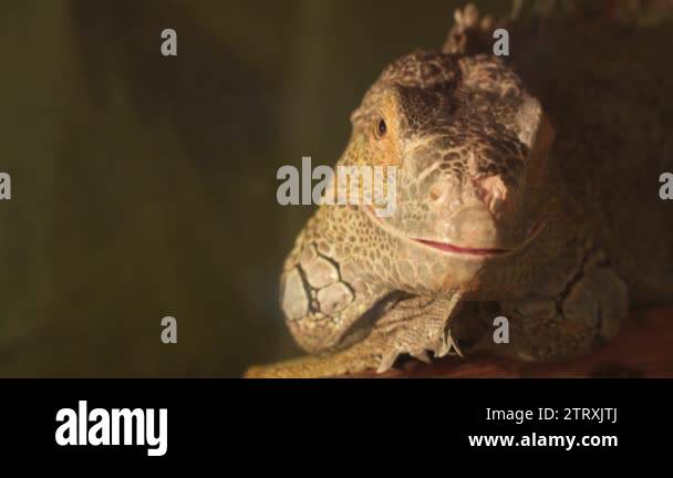 Omnivorous lizards Stock Videos &amp; Footage - HD and 4K Video Clips - Alamy