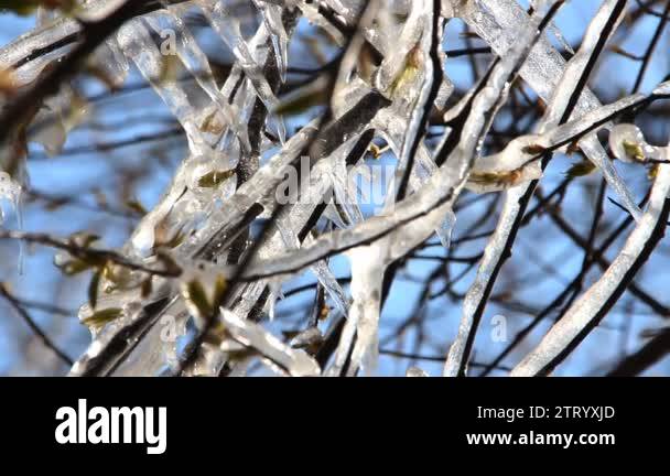 Ice forming on tree Stock Videos & Footage - HD and 4K Video Clips - Alamy