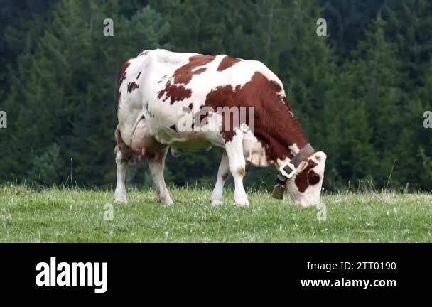 Cow brown white color Stock Videos & Footage - HD and 4K Video Clips ...