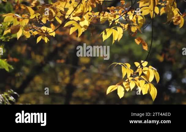 An ash tree Stock Videos & Footage - HD and 4K Video Clips - Alamy
