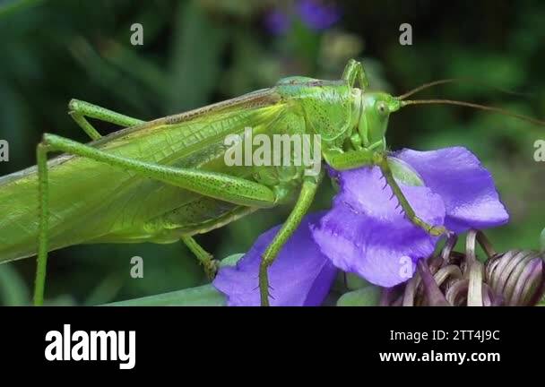 Voracious Insects Insects on a sheet Stock Videos & Footage - HD and 4K Video Clips - Alamy