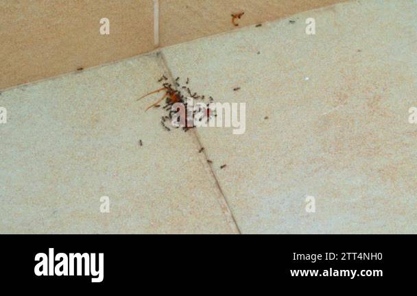 Ants working centipede Stock Videos & Footage - HD and 4K Video Clips ...