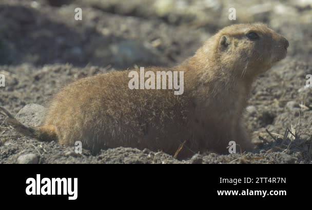 Soft Rounded Tail Short rounded tail Stock Videos & Footage - HD and 4K Video Clips - Alamy