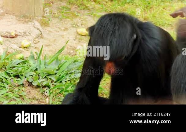 Red-faced black spider monkey (Ateles paniscus) also known as Guiana