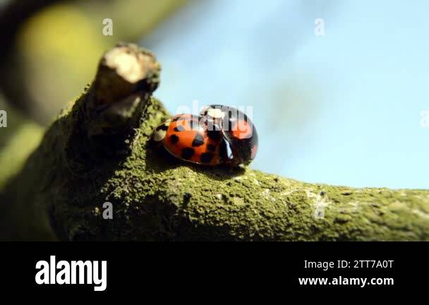 Ladybug mating Stock Videos & Footage - HD and 4K Video Clips - Alamy