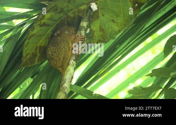 Funny Philippine tarsier Tarsius syrichta . Bohol Philippines Stock ...