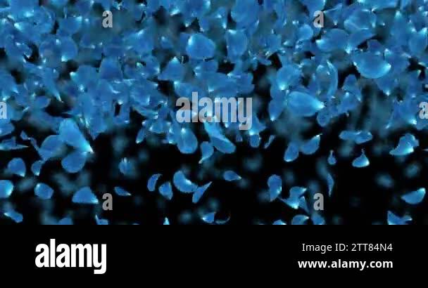 Romantic Dark Blue Rose Flower Petals Falling Transition Alpha matte ...