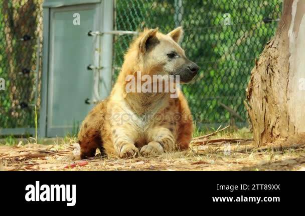 Spotted hyena (Crocuta crocuta), also known as laughing hyena, is