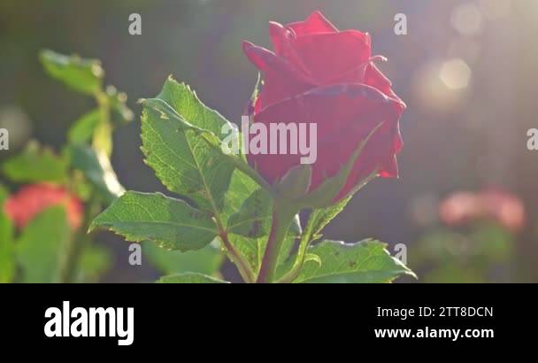 Rose on bush closeup in botanical garden in 4k. Tender blooming rose in ...