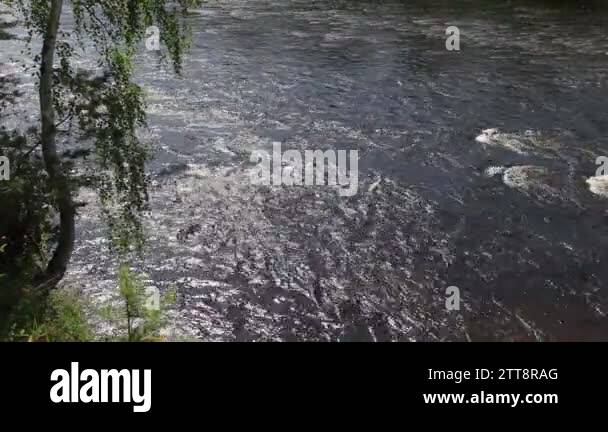 View river through trees Stock Videos & Footage - HD and 4K Video Clips ...