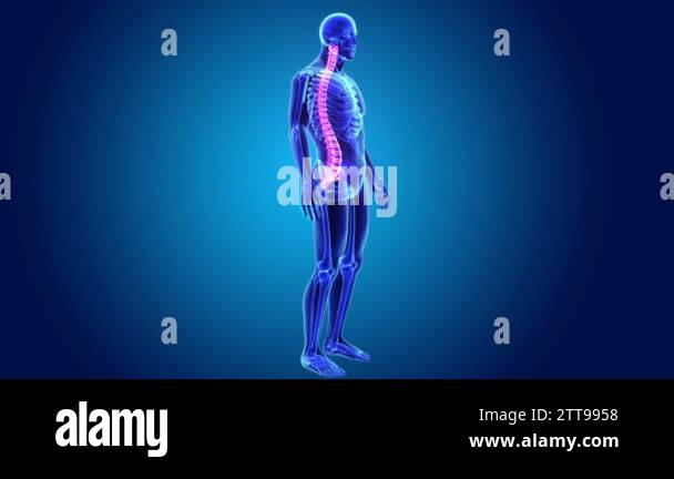 Lumbar spine anterior view Stock Videos & Footage - HD and 4K Video ...