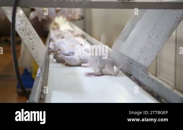 Chicken processing line poultry farm Stock Videos & Footage - HD and 4K ...