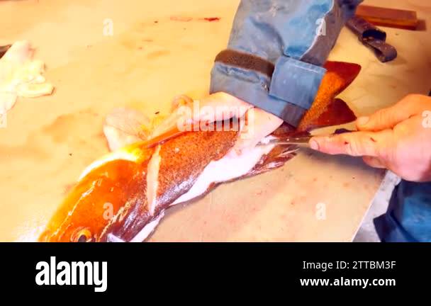 Worker cleaning and filleting fresh sea cod fish in a family factory ...