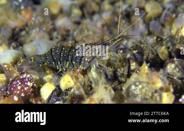Prawn shells Stock Videos & Footage - HD and 4K Video Clips - Alamy