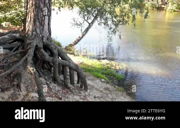 Tree roots on bank Stock Videos & Footage - HD and 4K Video Clips - Alamy