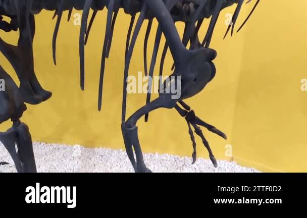 THEROPOD SKELETON visual data 3