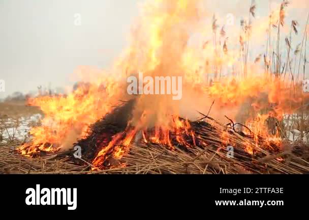 Dry grass stack Stock Videos & Footage - HD and 4K Video Clips - Alamy
