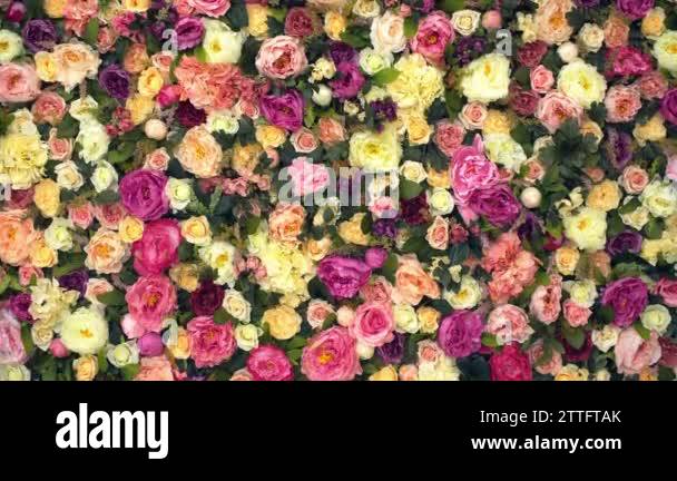 Red yellow roses border Stock Videos & Footage - HD and 4K Video Clips ...