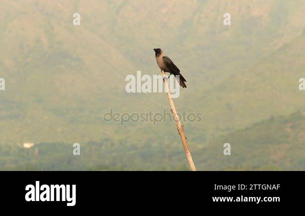 Raven Using Sticks Raven stick Stock Videos & Footage - HD and 4K Video Clips - Alamy
