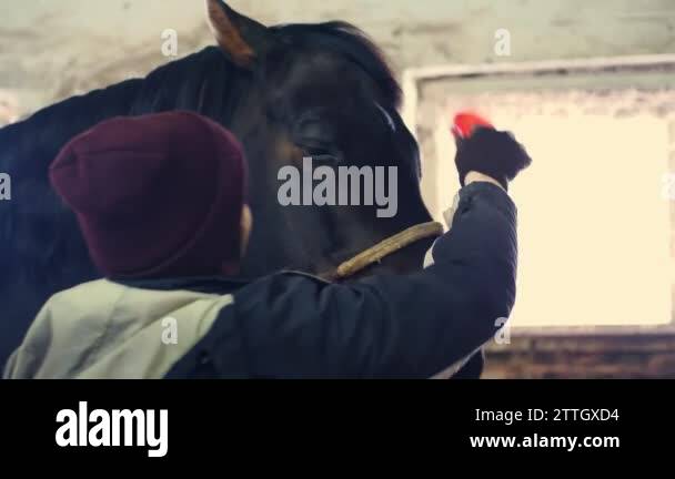 in the stable, a woman caring for a thoroughbred, black horse. she ...