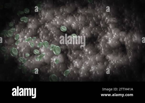 Animal blood cells Stock Videos & Footage - HD and 4K Video Clips - Alamy