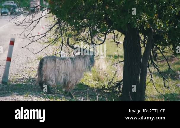 Bighorn ram tree Stock Videos & Footage - HD and 4K Video Clips - Alamy
