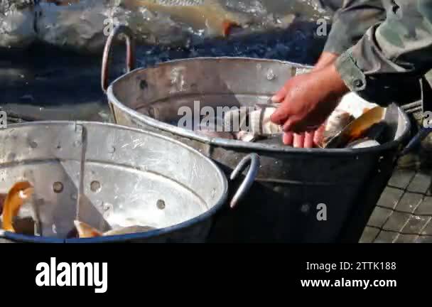 Classification of fish Stock Video Footage - Alamy