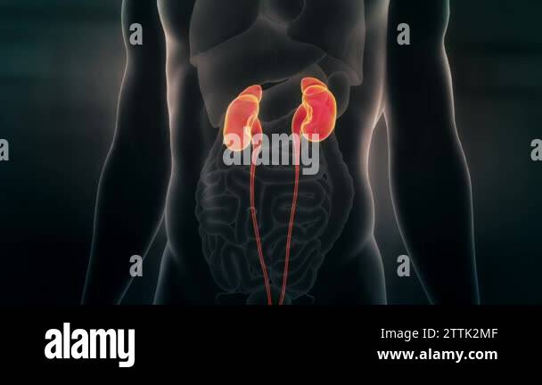 Anatomy of Human Male Kidneys. Transparent body. Seamless Loop ...