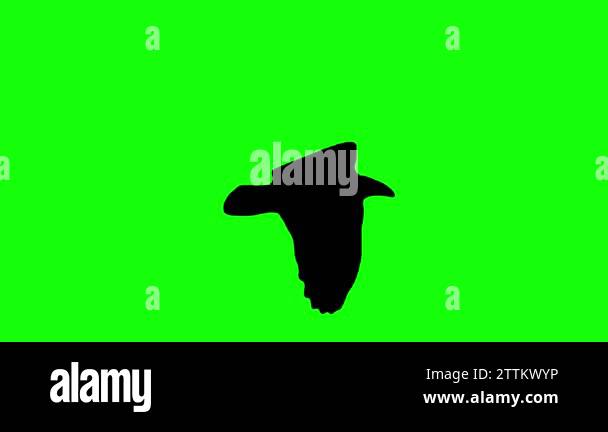 Flying bird silhouette seamless loop animation on chroma key green ...