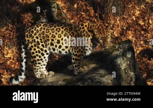Critically endangered by the iucn red list Stock Videos & Footage - HD