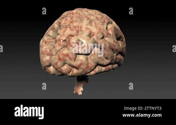 Human brain rotating,seamless loop,Alpha Channel Stock Video Footage ...