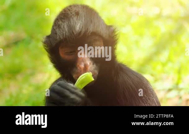 Red-faced black spider monkey (Ateles paniscus) also known as Guiana