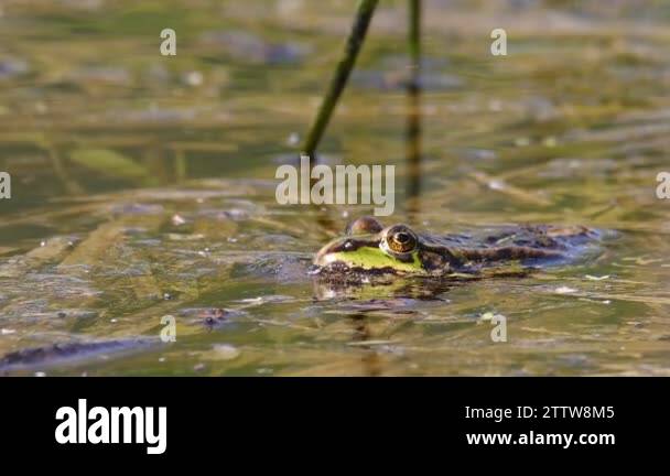 European green frog on Stock Videos & Footage - HD and 4K Video Clips ...