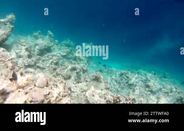 Blacktip reef shark (Carcharhinus melanopterus). Fish swimming in