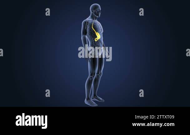 Human body anatomy Stock Videos & Footage - HD and 4K Video Clips - Alamy