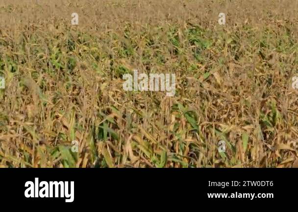 Severe drought, corn field was damaged by drought, dry weather and no ...