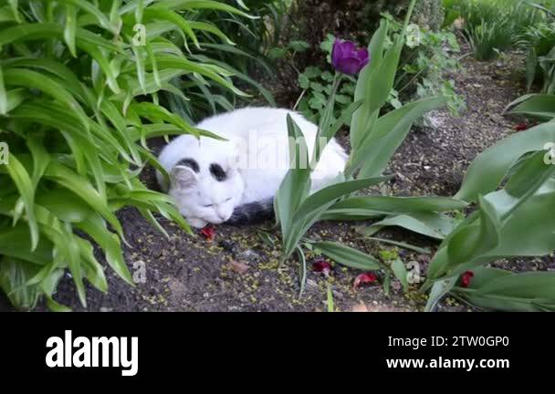 Cat in the flower garden Stock Videos & Footage - HD and 4K Video Clips ...