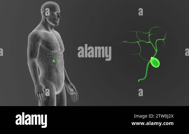 skeleton posterior view of human gallbladder, out of body on grey ...