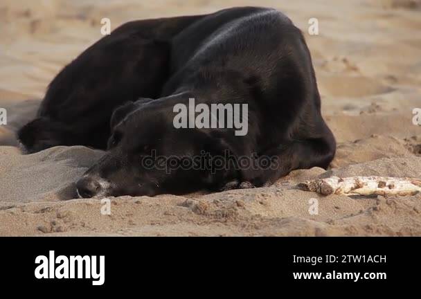 Lazy Black Dog Stock Videos And Footage Hd And 4k Video Clips Alamy