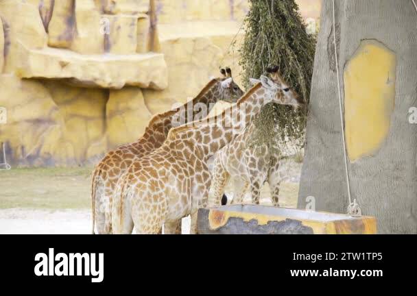 Pair of giraffes eat green branches at the zoo, animals in the safari