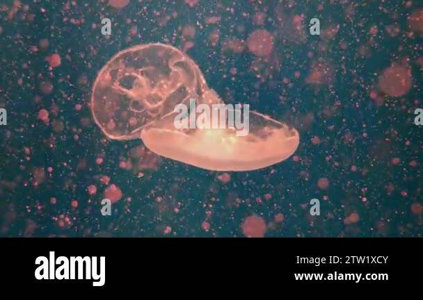 Glowing umbrella shaped medusa in dark sea waters. Footage of wildlife ...