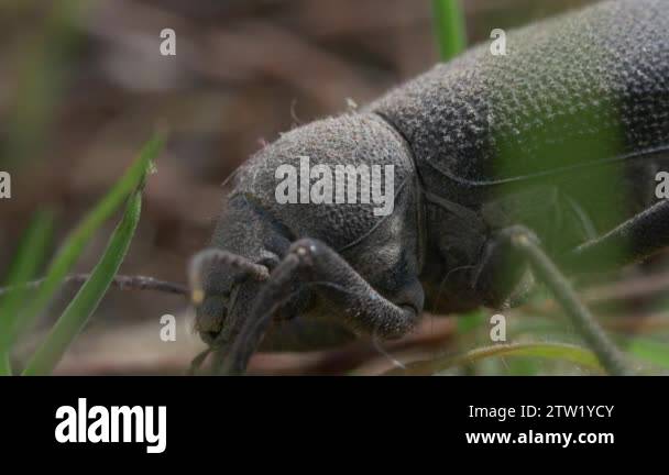 Big insects Stock Videos & Footage - HD and 4K Video Clips - Alamy