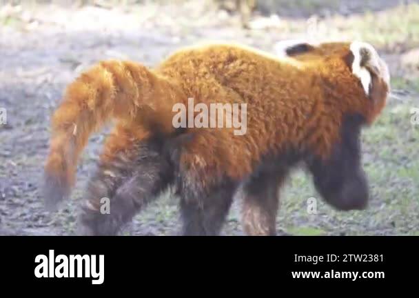 Red panda nepal Stock Videos & Footage - HD and 4K Video Clips - Alamy