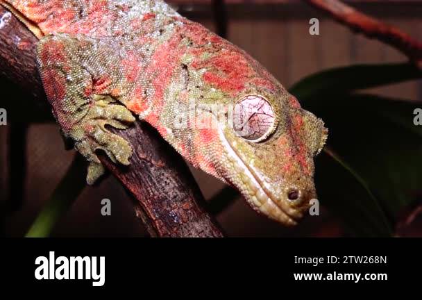 Mniarogekko chahoua commonly known as the mossy New Caledonian gecko